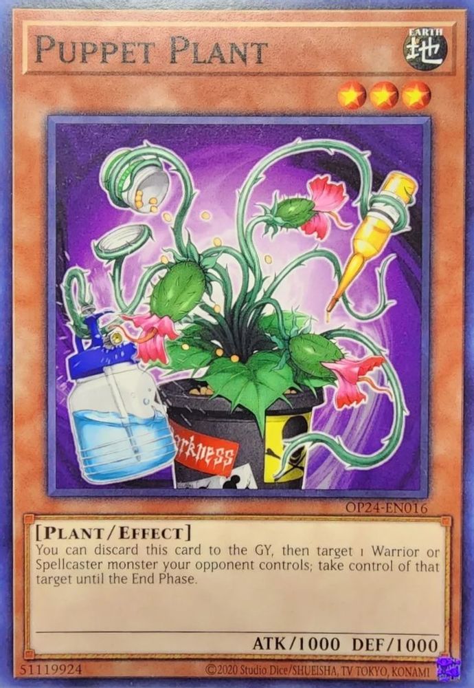 Plante fantoche [OP24-EN016] Commune 