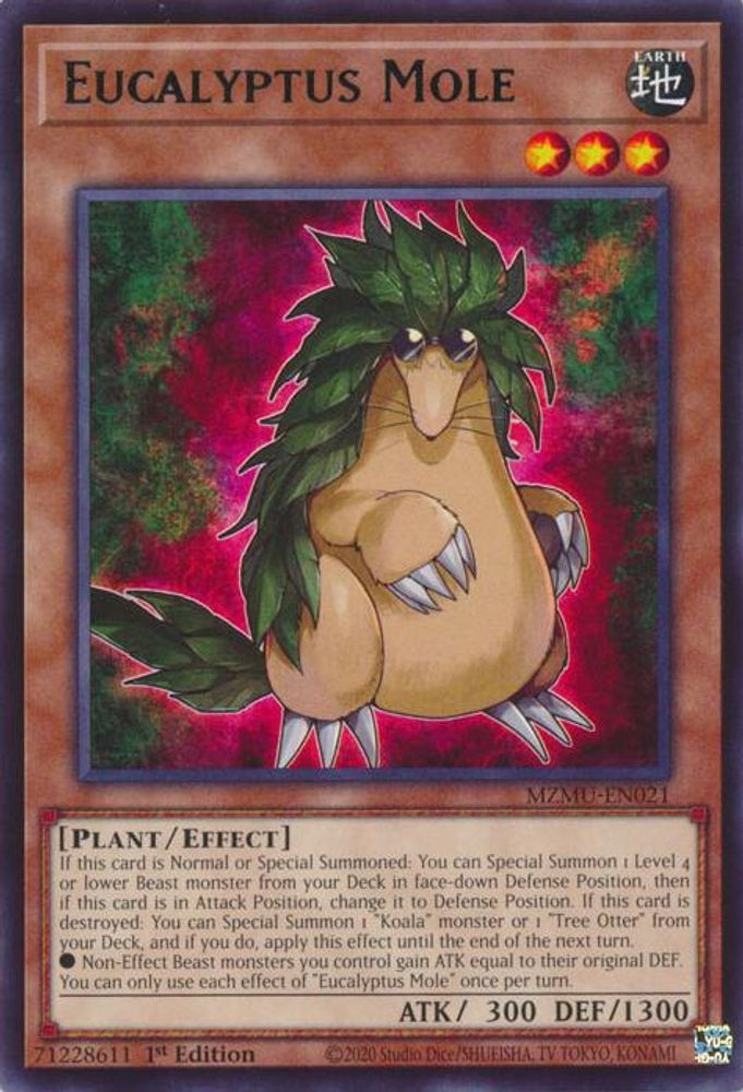 Eucalyptus Mole (MZMU-EN021) - Rare